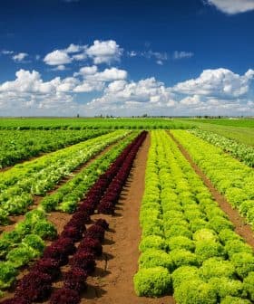 Rows of green and red lettuce growing in a field under a blue sky with clouds. - Olive Oil Times