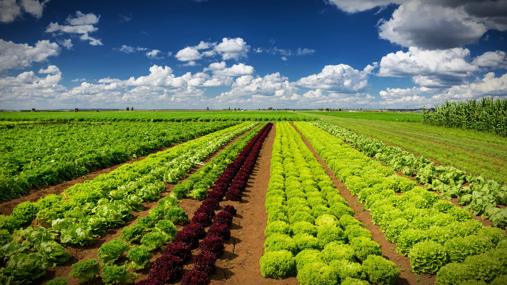 Rows of green and red lettuce growing in a field under a blue sky with clouds. - Olive Oil Times