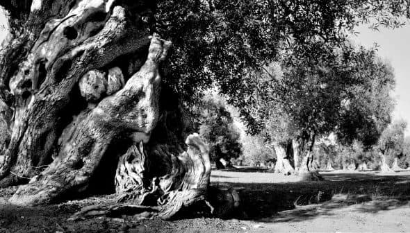 A close-up view of an ancient olive tree with a textured trunk and surrounding olive trees in black and white. - Olive Oil Times