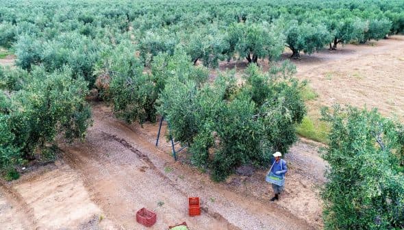 A worker in an olive grove carrying a basket while harvesting olives from the trees. - Olive Oil Times