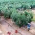 A worker in an olive grove carrying a basket while harvesting olives from the trees. - Olive Oil Times