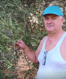 Man in a tank top and blue cap standing next to an olive tree while holding a branch. - Olive Oil Times