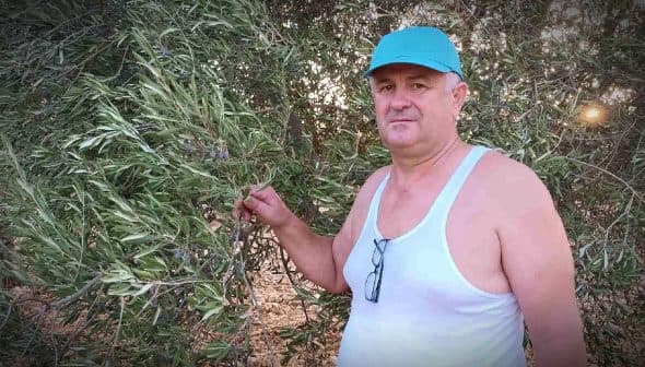 Man in a tank top and blue cap standing next to an olive tree while holding a branch. - Olive Oil Times
