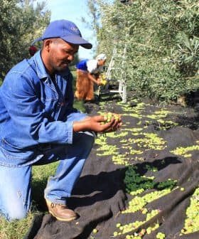 Man kneeling and inspecting olives during the harvesting process in an olive grove. - Olive Oil Times