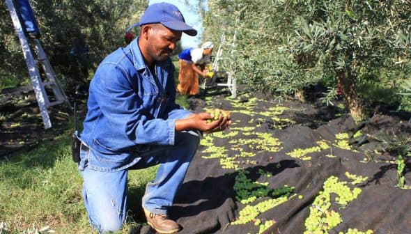 Man kneeling and inspecting olives during the harvesting process in an olive grove. - Olive Oil Times