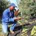 Man kneeling and inspecting olives during the harvesting process in an olive grove. - Olive Oil Times