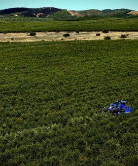 A blue drone flying over a green olive grove in a rural landscape. - Olive Oil Times