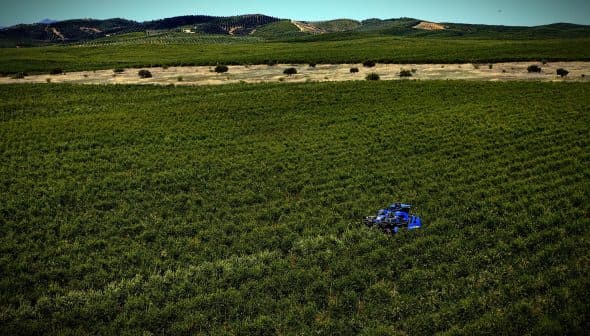 A blue drone flying over a green olive grove in a rural landscape. - Olive Oil Times