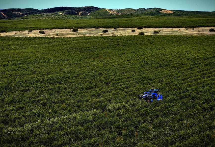 A blue drone flying over a green olive grove in a rural landscape. - Olive Oil Times