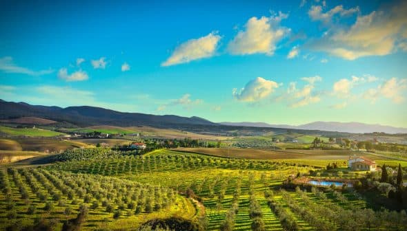 Panoramic view of olive groves and rolling hills in Tuscany under a blue sky with clouds. - Olive Oil Times