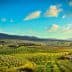 Panoramic view of olive groves and rolling hills in Tuscany under a blue sky with clouds. - Olive Oil Times