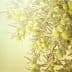 Close-up of a branch from an olive tree featuring clusters of green olives. - Olive Oil Times