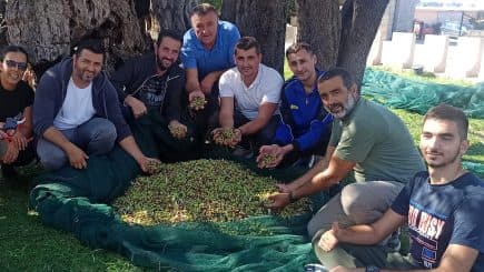 A group of men and women holding olives while standing around a large pile of harvested olives. - Olive Oil Times