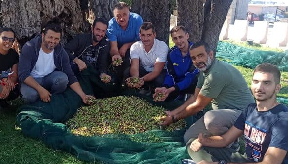 A group of men and women holding olives while standing around a large pile of harvested olives. - Olive Oil Times