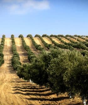 A landscape view of an olive grove featuring neatly arranged rows of olive trees on a hillside. - Olive Oil Times