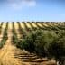 A landscape view of an olive grove featuring neatly arranged rows of olive trees on a hillside. - Olive Oil Times