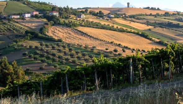 Vineyard landscape featuring rolling hills, olive trees, and farmland in a rural setting. - Olive Oil Times