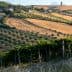 Vineyard landscape featuring rolling hills, olive trees, and farmland in a rural setting. - Olive Oil Times