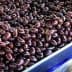 A close-up view of a tray filled with dark black olives arranged in a uniform manner. - Olive Oil Times