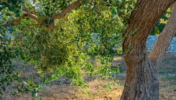 An olive tree featuring a thick trunk and abundant green leaves in natural light. - Olive Oil Times