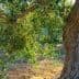 An olive tree featuring a thick trunk and abundant green leaves in natural light. - Olive Oil Times