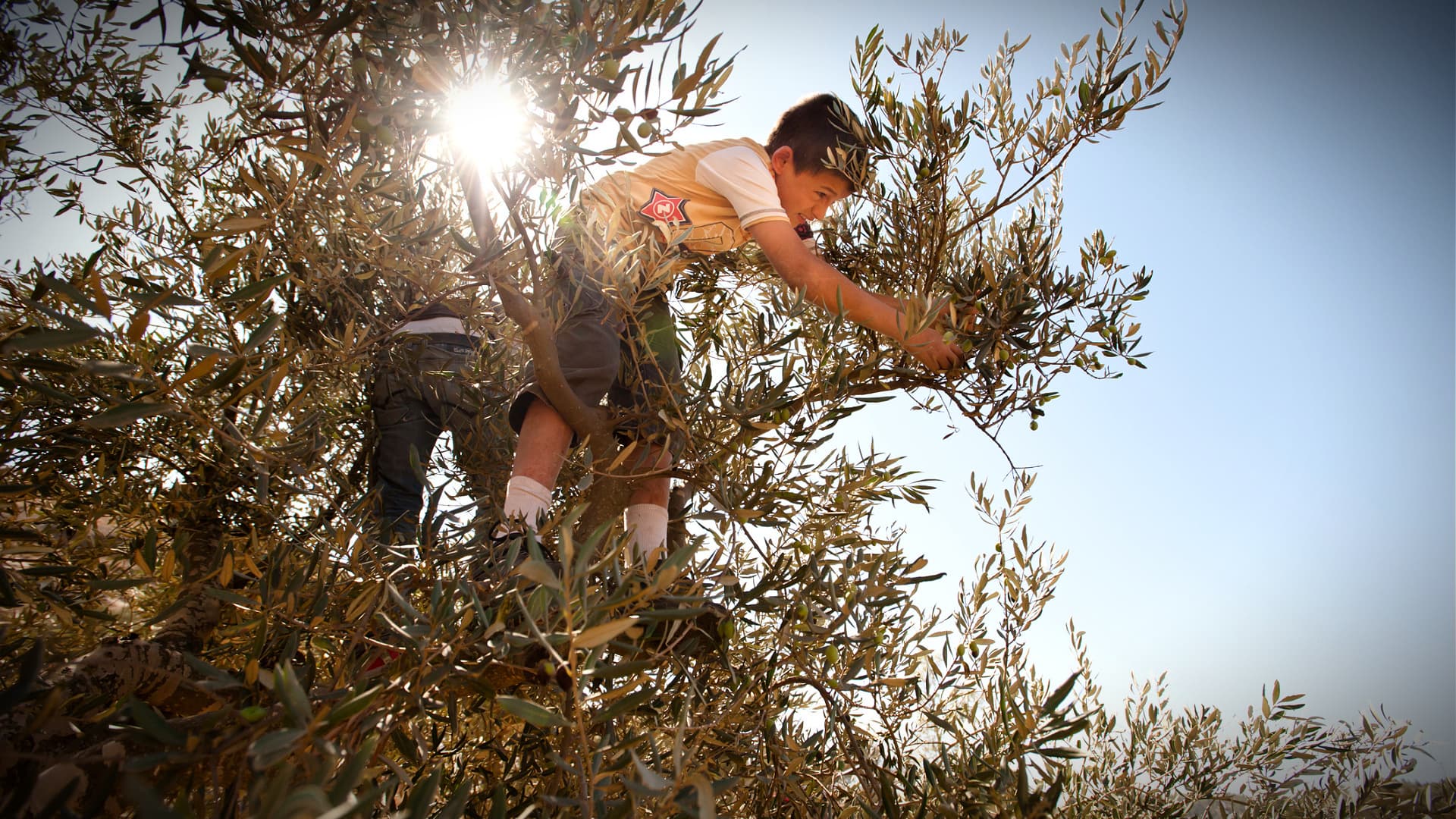A child picking olives from an olive tree while sunlight shines behind them. - Olive Oil Times