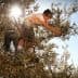 A child picking olives from an olive tree while sunlight shines behind them. - Olive Oil Times
