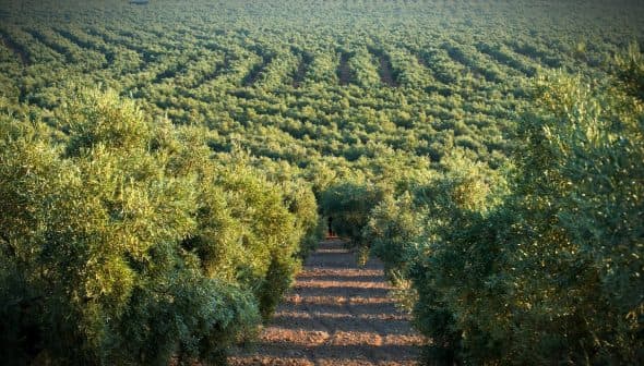 Aerial view of a lush olive grove with rows of olive trees in a structured pattern. - Olive Oil Times