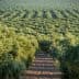 Aerial view of a lush olive grove with rows of olive trees in a structured pattern. - Olive Oil Times
