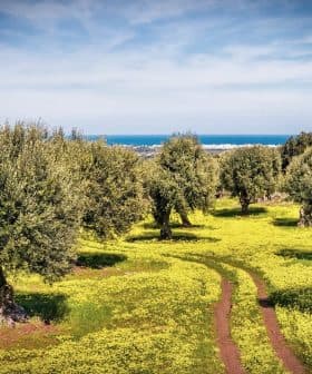 Olive trees in a grove with a pathway and yellow flowers in the foreground. - Olive Oil Times
