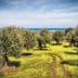 Olive trees in a grove with a pathway and yellow flowers in the foreground. - Olive Oil Times