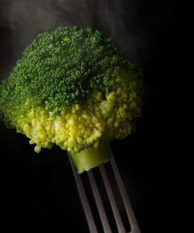 A piece of steamed broccoli held by a fork against a dark background with steam rising. - Olive Oil Times