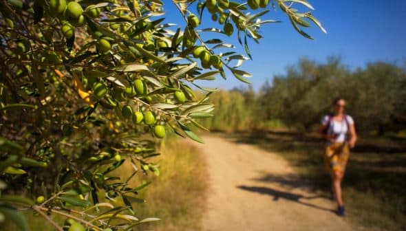 Close-up of an olive tree branch with green olives and a person walking on a path in the background. - Olive Oil Times