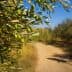 Close-up of an olive tree branch with green olives and a person walking on a path in the background. - Olive Oil Times