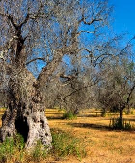 A grove of olive trees with bare branches in a dry, open landscape under a clear blue sky. - Olive Oil Times