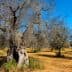 A grove of olive trees with bare branches in a dry, open landscape under a clear blue sky. - Olive Oil Times