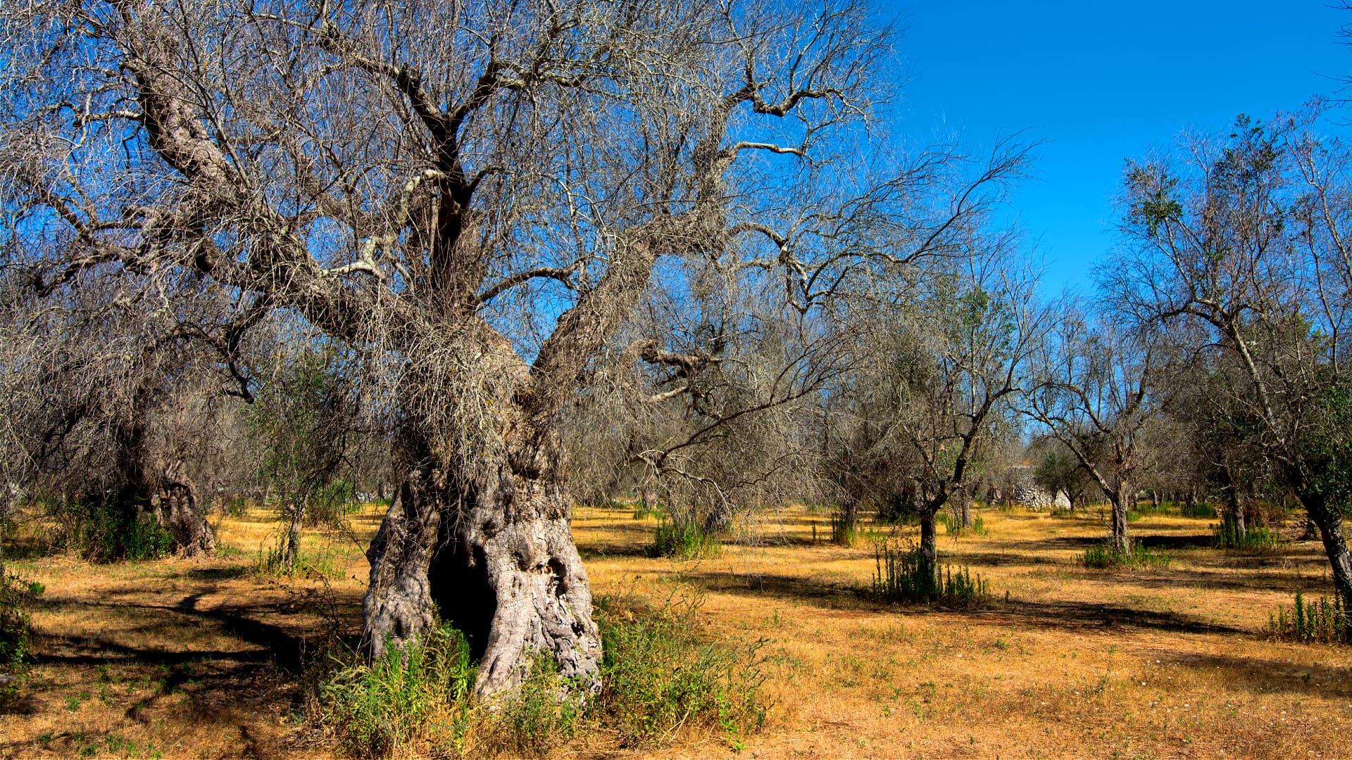 A grove of olive trees with bare branches in a dry, open landscape under a clear blue sky. - Olive Oil Times