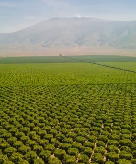 Aerial view of extensive green agricultural fields with a mountain in the background. - Olive Oil Times