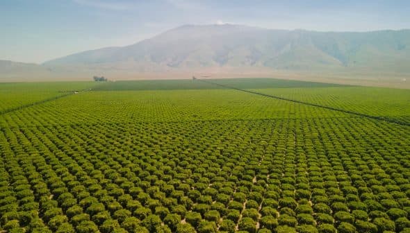 Aerial view of extensive green agricultural fields with a mountain in the background. - Olive Oil Times