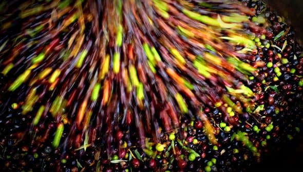 A motion blur image of various olives being processed, showing a mix of colors and types. - Olive Oil Times