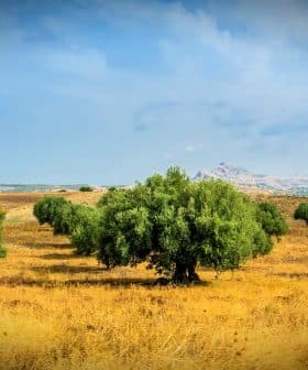 A landscape featuring olive trees in a golden field under a blue sky with clouds. - Olive Oil Times