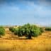 A landscape featuring olive trees in a golden field under a blue sky with clouds. - Olive Oil Times