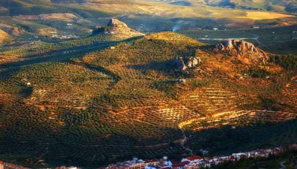 Aerial view of olive groves and hills in a rural landscape with a castle ruin. - Olive Oil Times