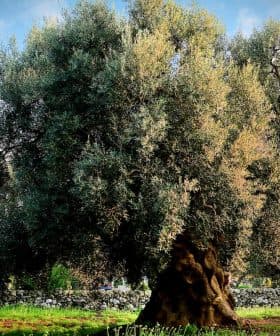 A large olive tree with a thick trunk and dense foliage in a green field. - Olive Oil Times