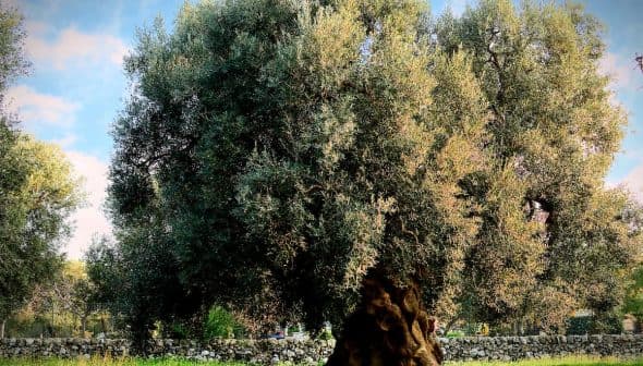 A large olive tree with a thick trunk and dense foliage in a green field. - Olive Oil Times
