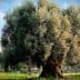 A large olive tree with a thick trunk and dense foliage in a green field. - Olive Oil Times