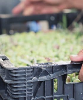 Hands gripping a black plastic crate filled with fresh green produce, possibly herbs or vegetables. - Olive Oil Times