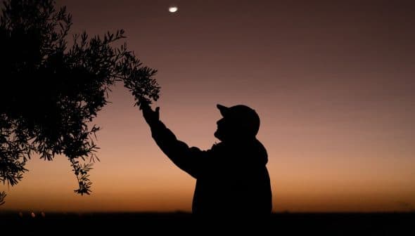 Silhouette of a person reaching towards an olive tree branch against a twilight sky. - Olive Oil Times