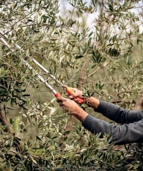 Individual using pruning shears to trim an olive tree in a garden setting. - Olive Oil Times