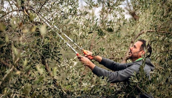 Individual using pruning shears to trim an olive tree in a garden setting. - Olive Oil Times